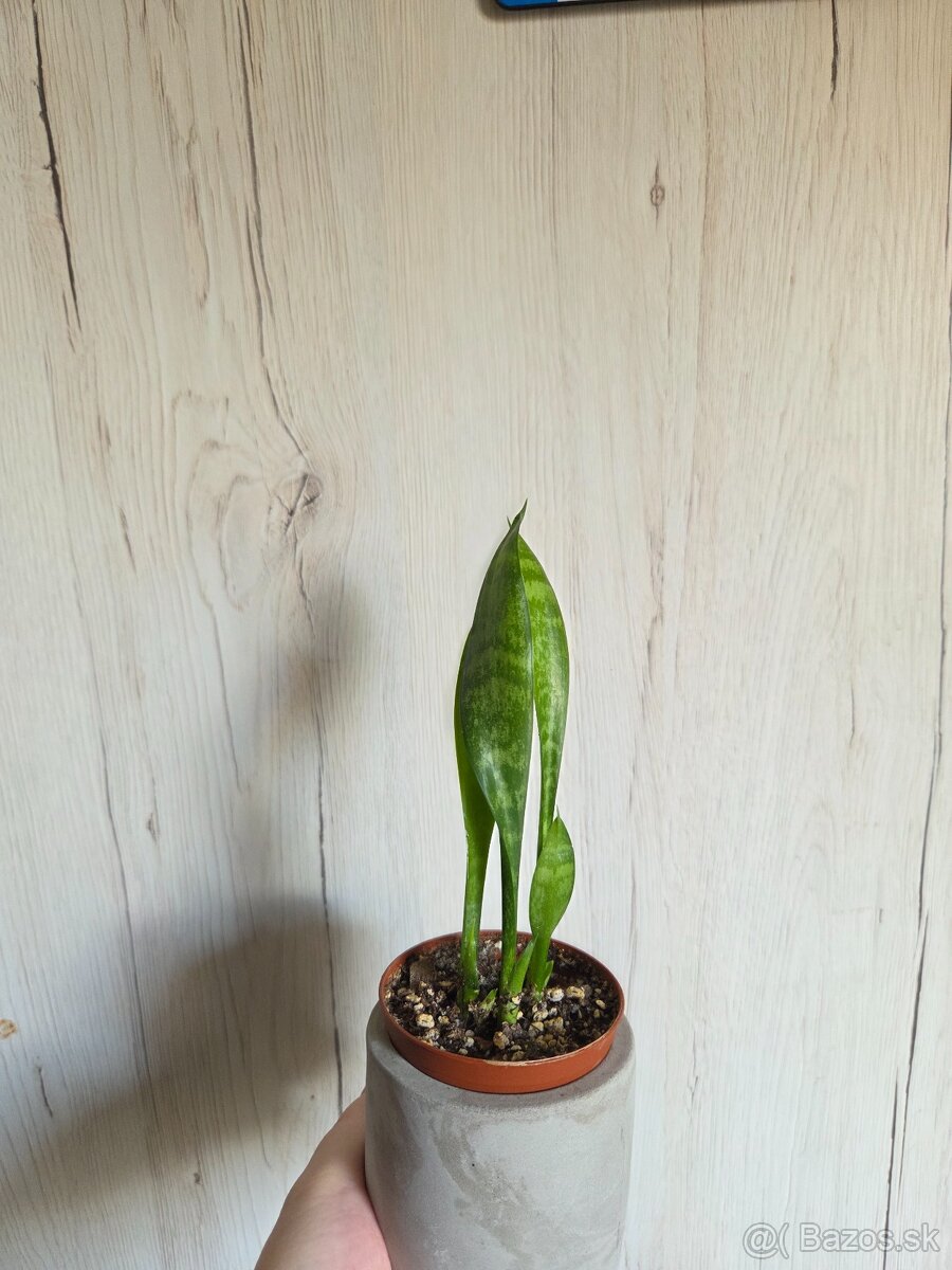 Rôzne izbové rastlinky - 3