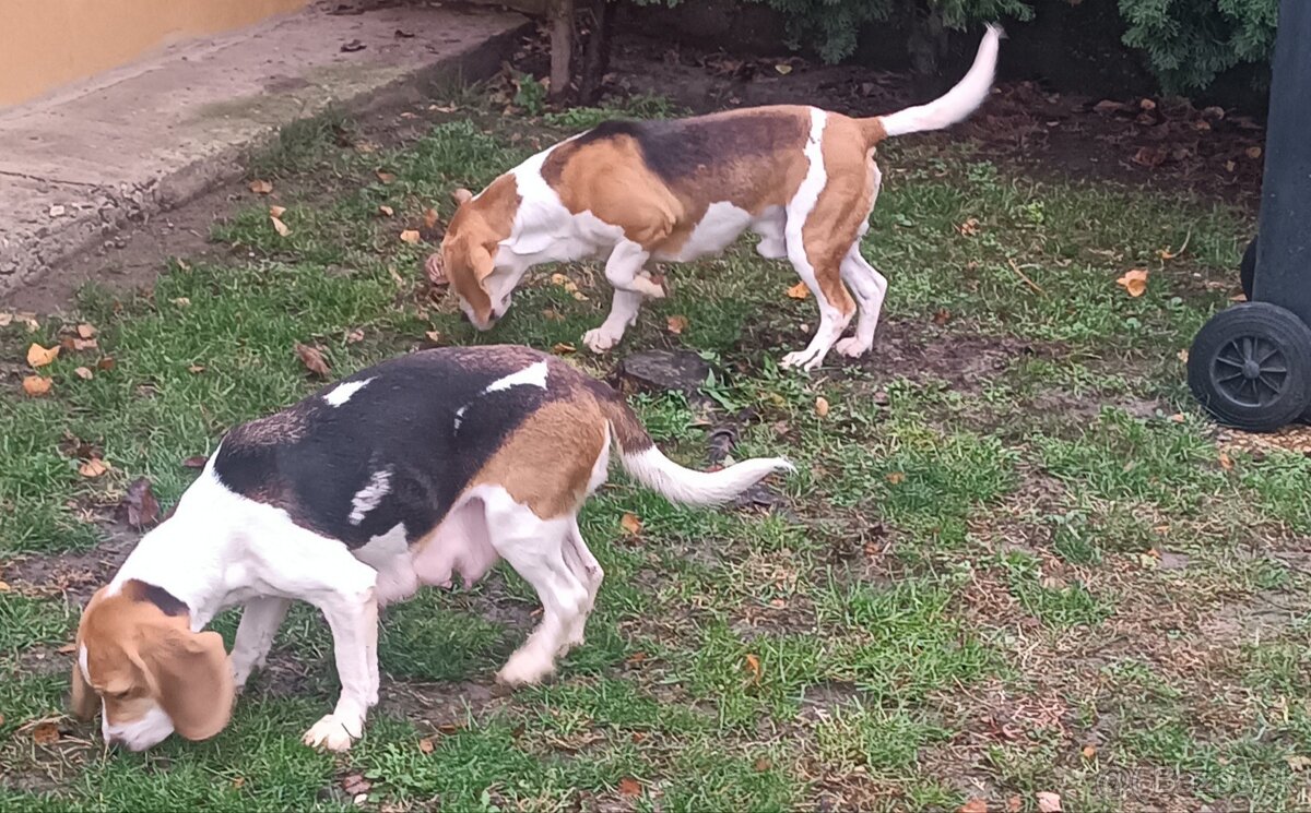 Bigl Bígl Beagle Bigel šteniatka - 3