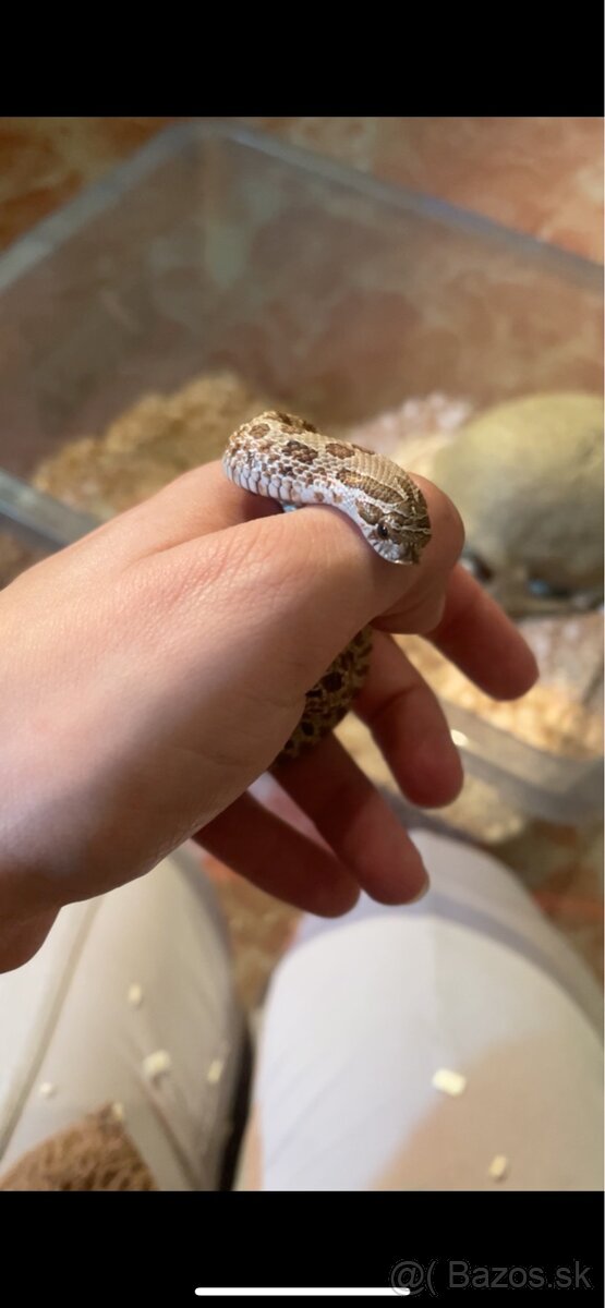 Heterodon Nasicus - 3