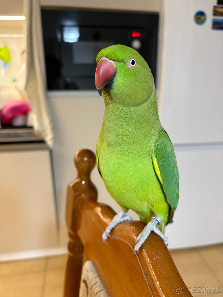 Alexander Malý- ručne dokŕmený - 3