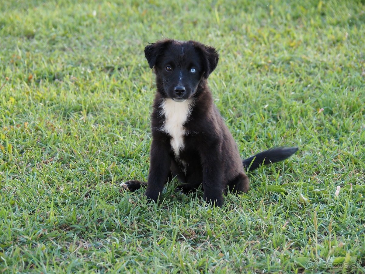 Miniatúrny americký ovčiak s PP- s rodokmeňom - 3