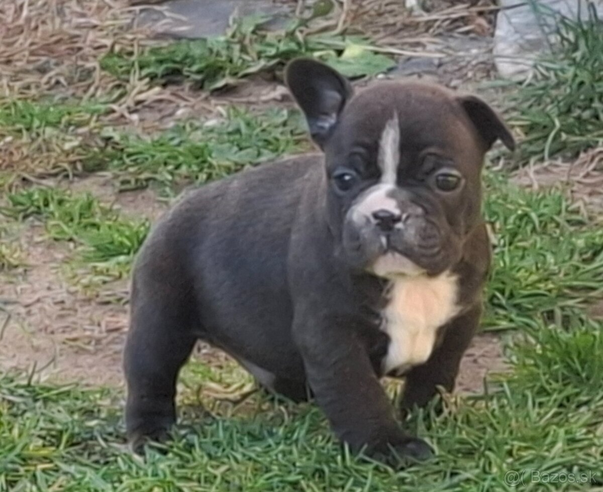 Francuzský buldoček - 3