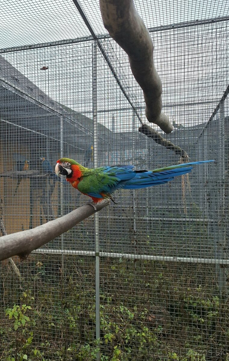 Ara Harlekýn 0.1 - 3