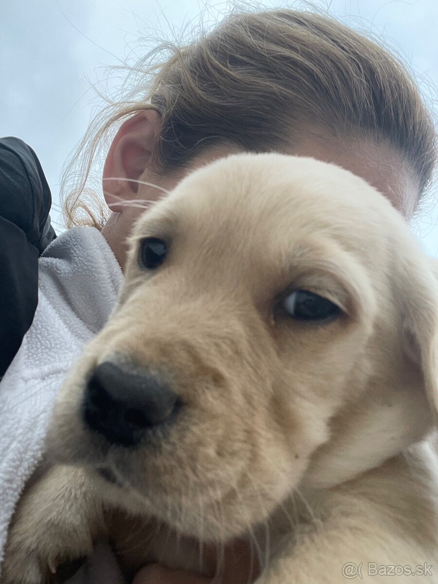 Labrador-retriver - 3