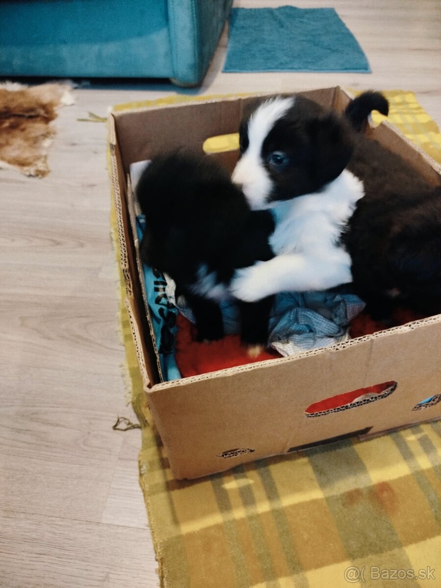 Ponúkam šteniatka border kolia–otec, matka-krizenres Skalica - 3