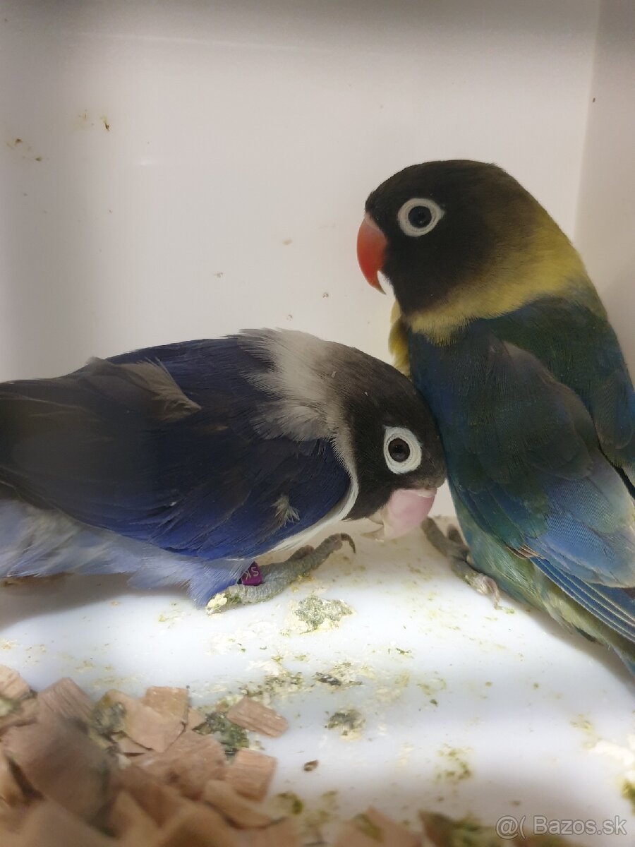 Agapornis škraboškový - 3