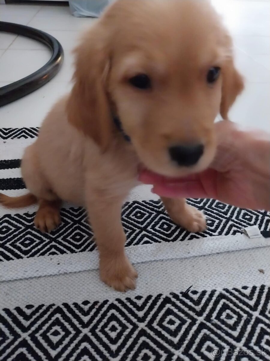 Predám posledné šteniatko Zlatého retvivera - 3