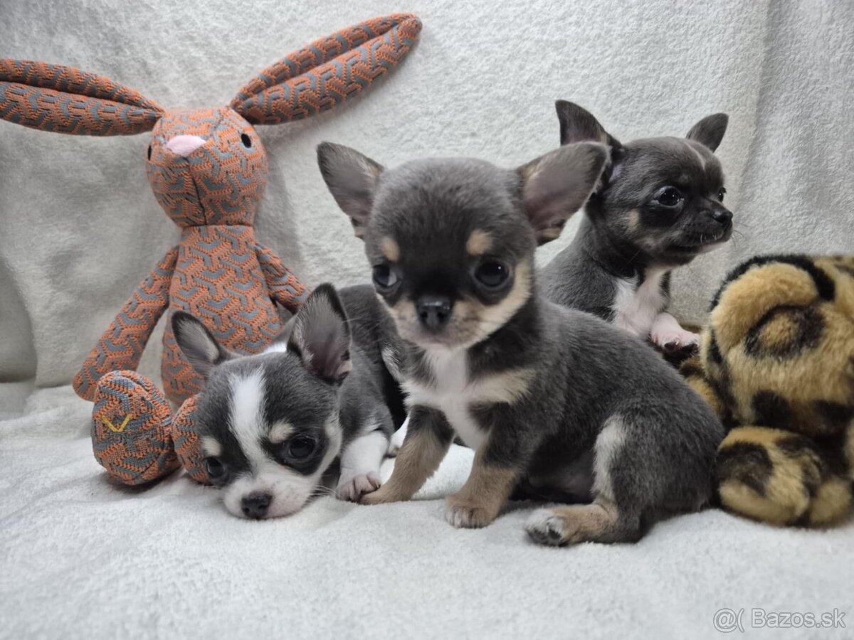 Čivavka krátkosrstá - 3