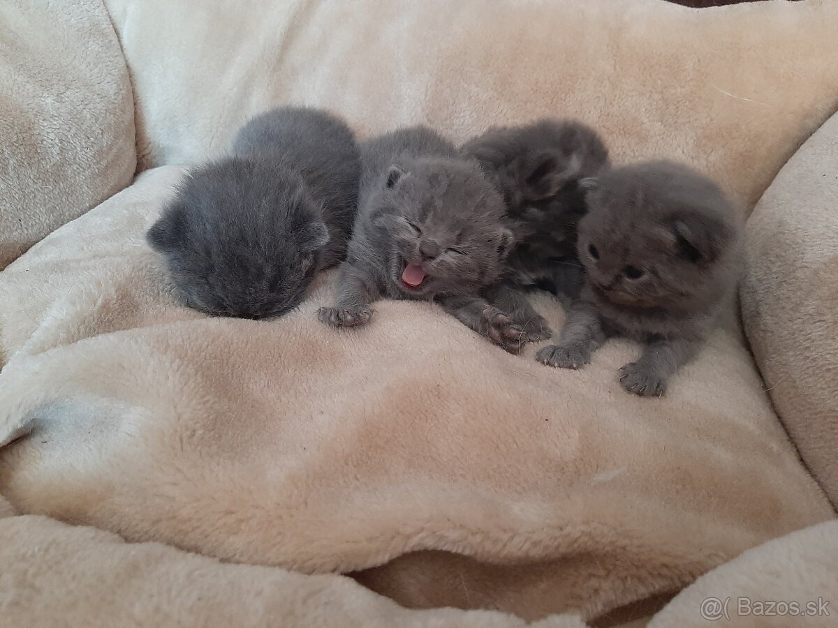 Britské mačiatka - 3