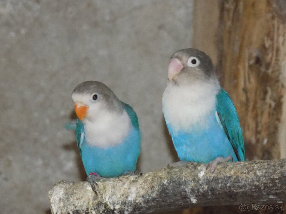 Agapornis Fisher - 3