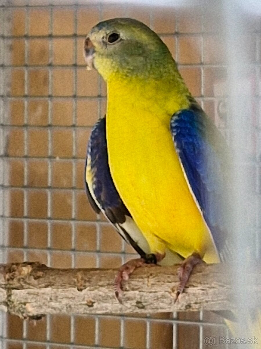 Predam neofema tyrkysova žltobruchá - 3