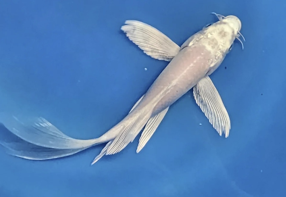 Kúpim - závojnatky, koi butterfly, liene - 3