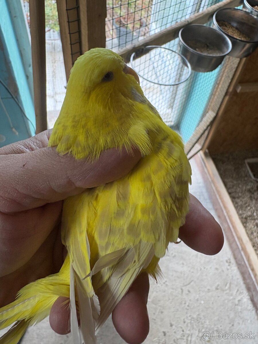 Výstavné andulky - 3