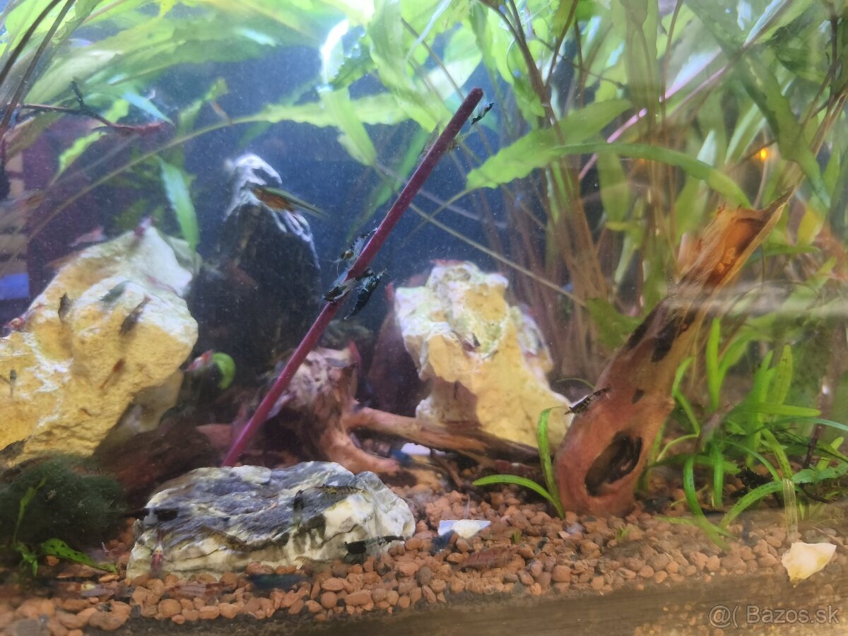 Predám zabehnuté akvárium - 3