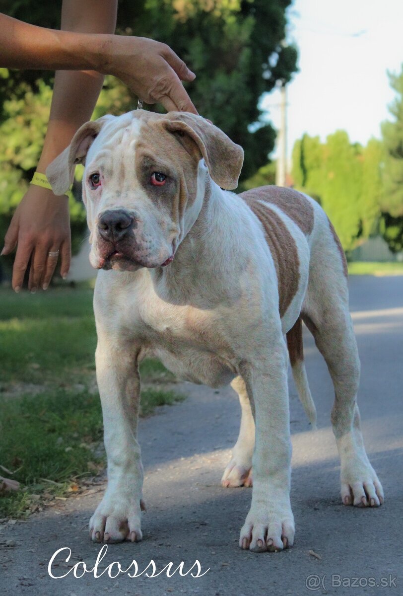 American bully XL adopcia - 3