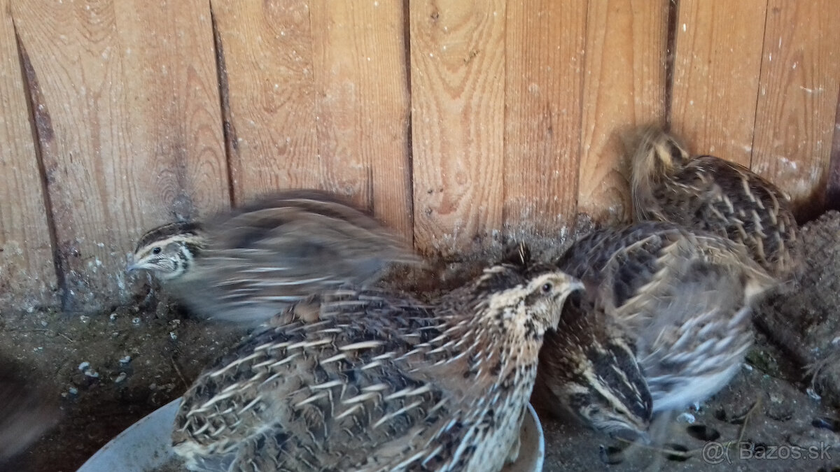 predám prepelice - 3