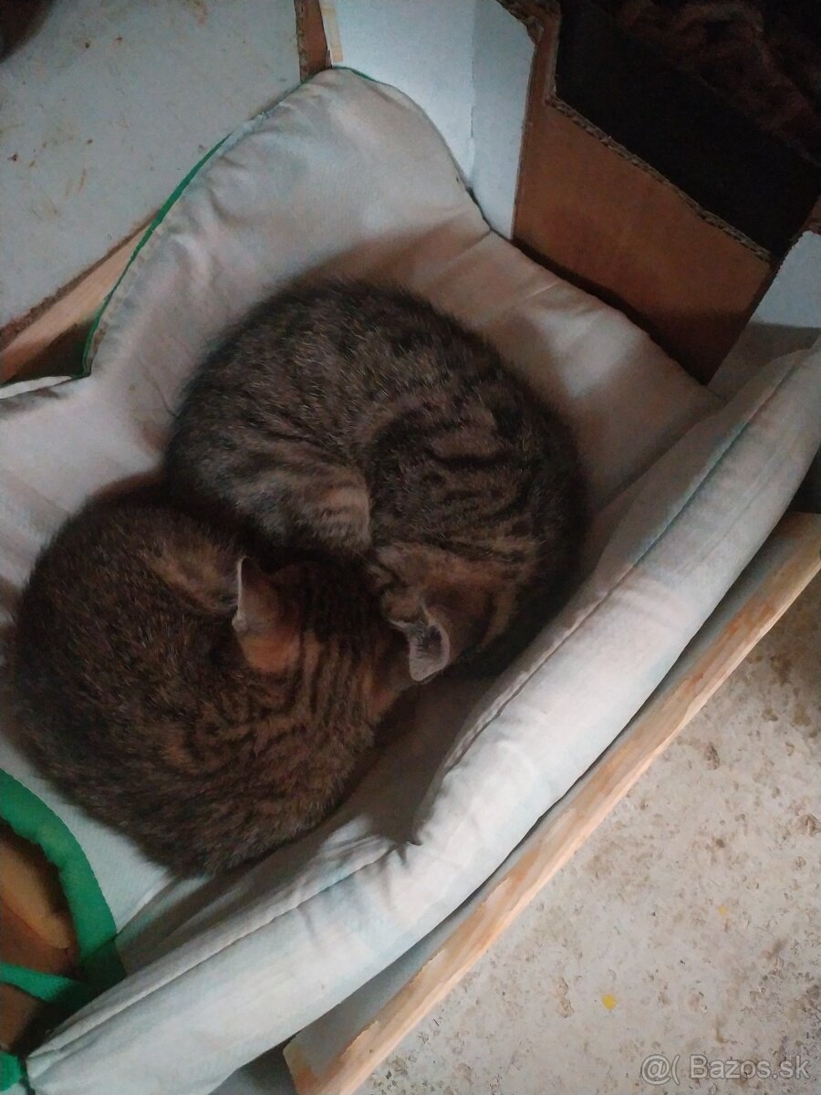 Darujem mačiatka - 3