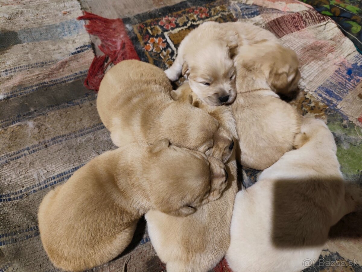 Čau čau x Labrador - 3