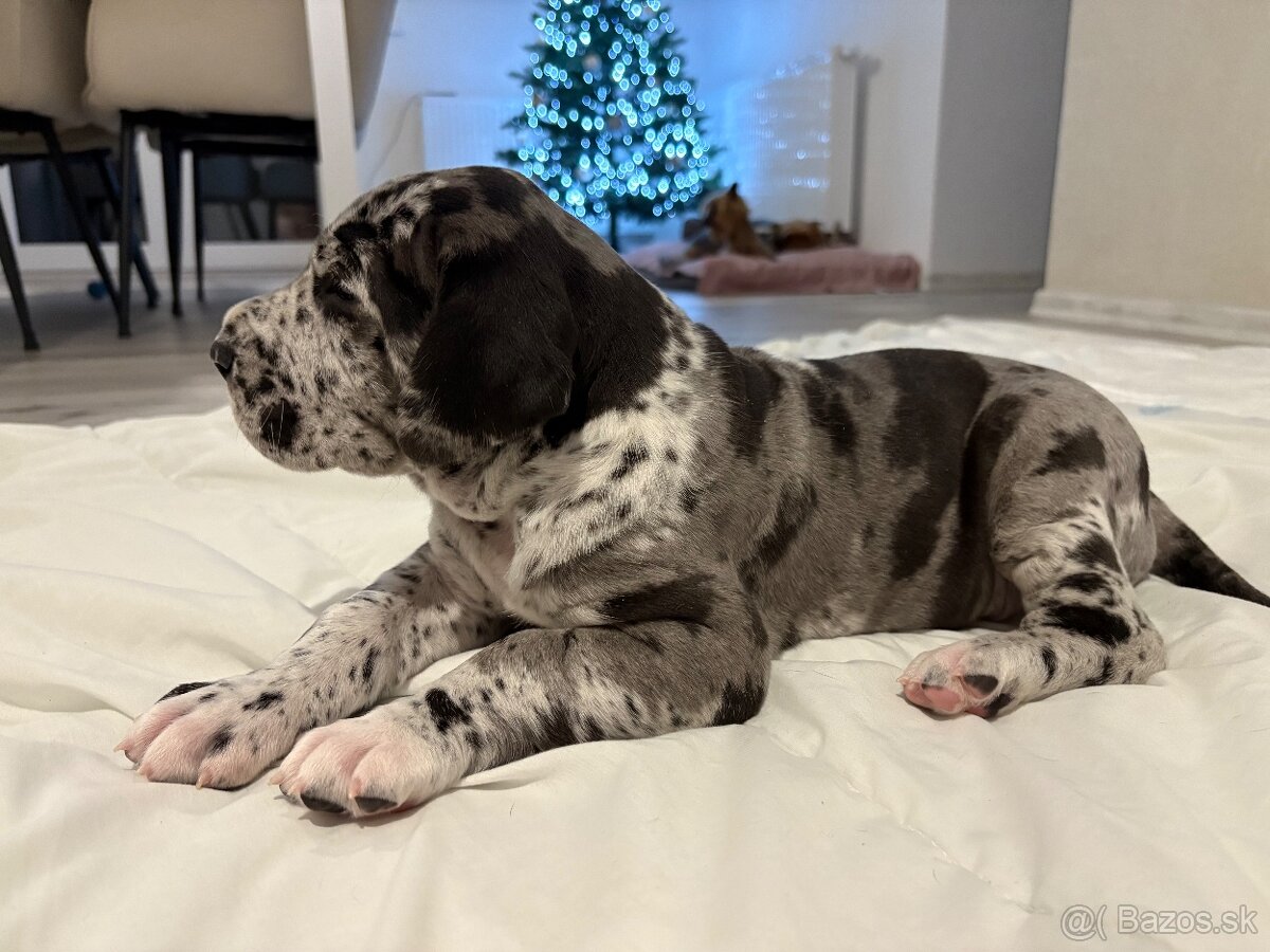 Německá doga - 3