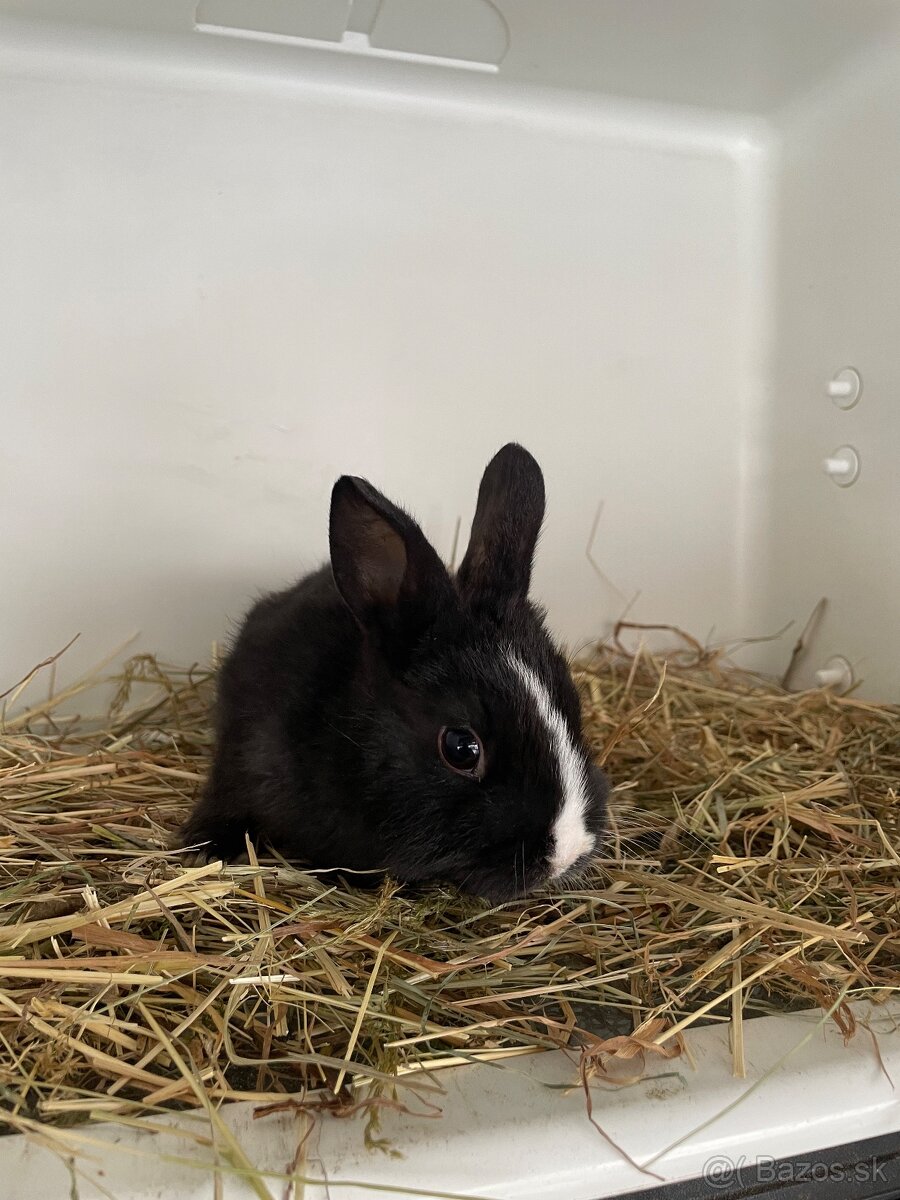 Izbove zajačiky - 3