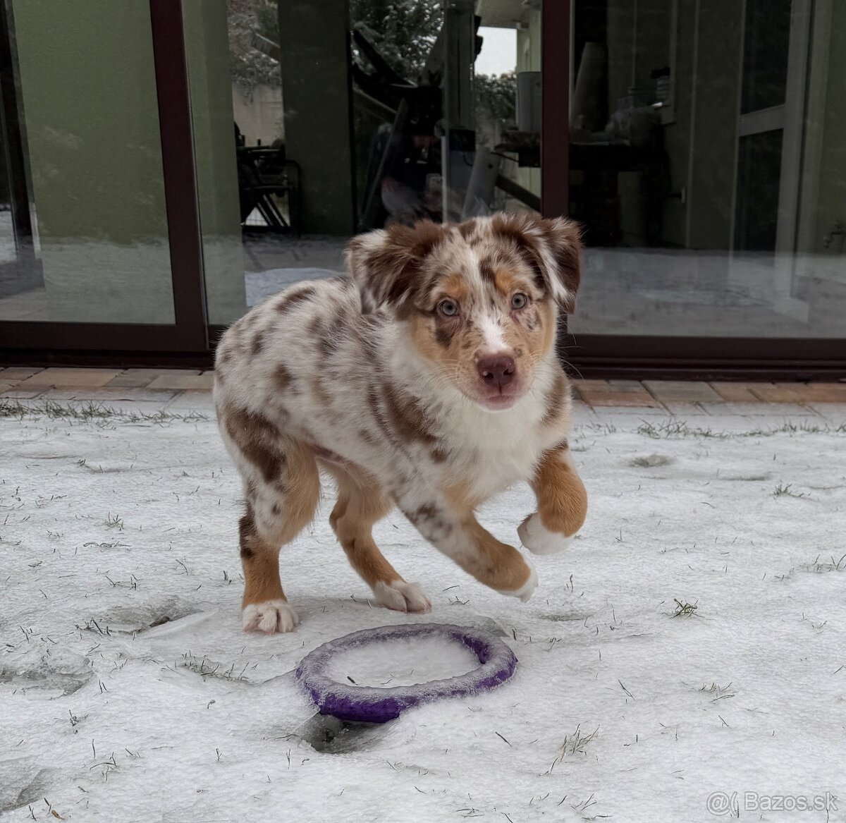 Australsky ovciak s PP - 3