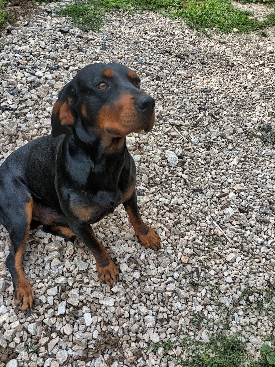 Slovenský kopov - 3