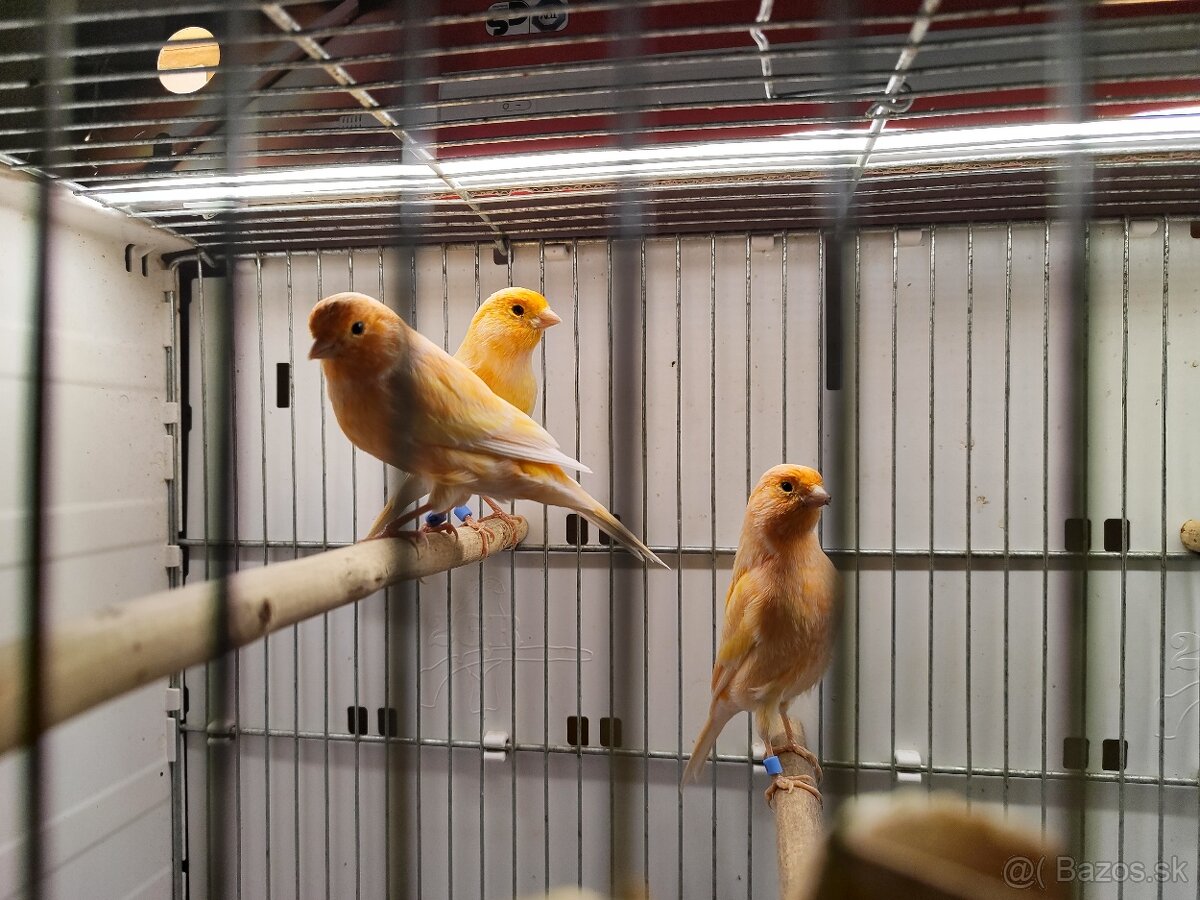 Predám kanarikov - 3