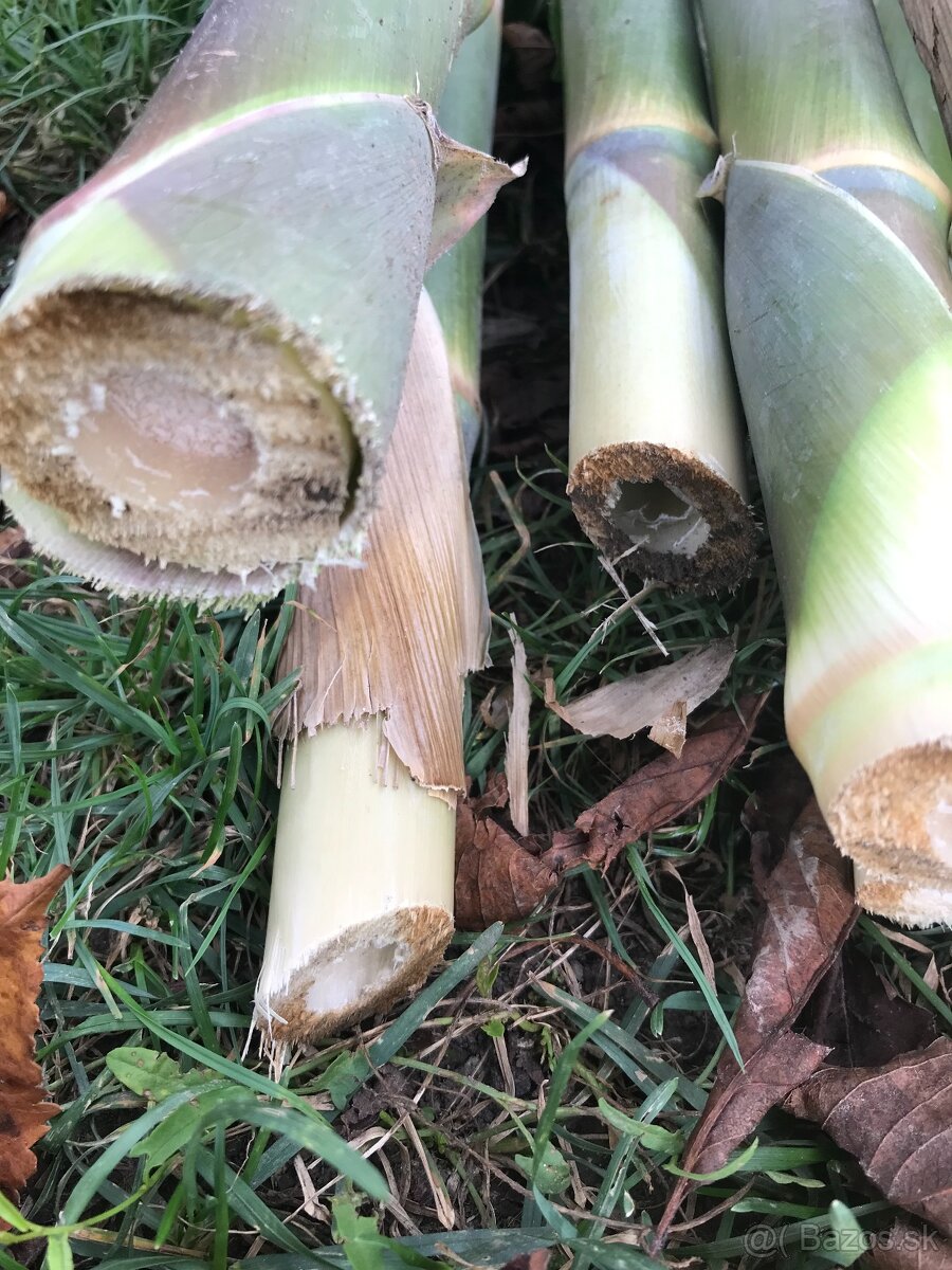 Predám BAMBUSOVÉ STONKY,TYČE - 3