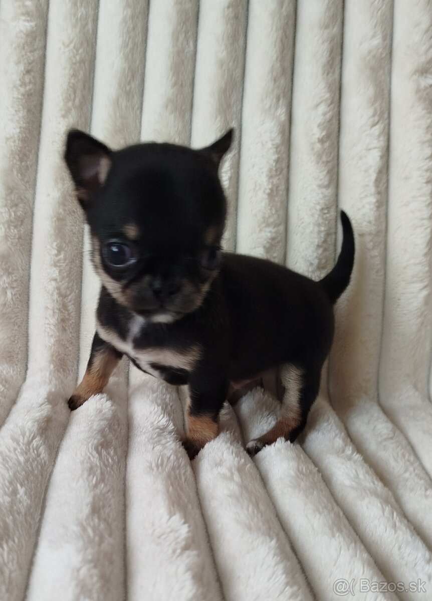 Čivava mini psík krátkosrsty - 3