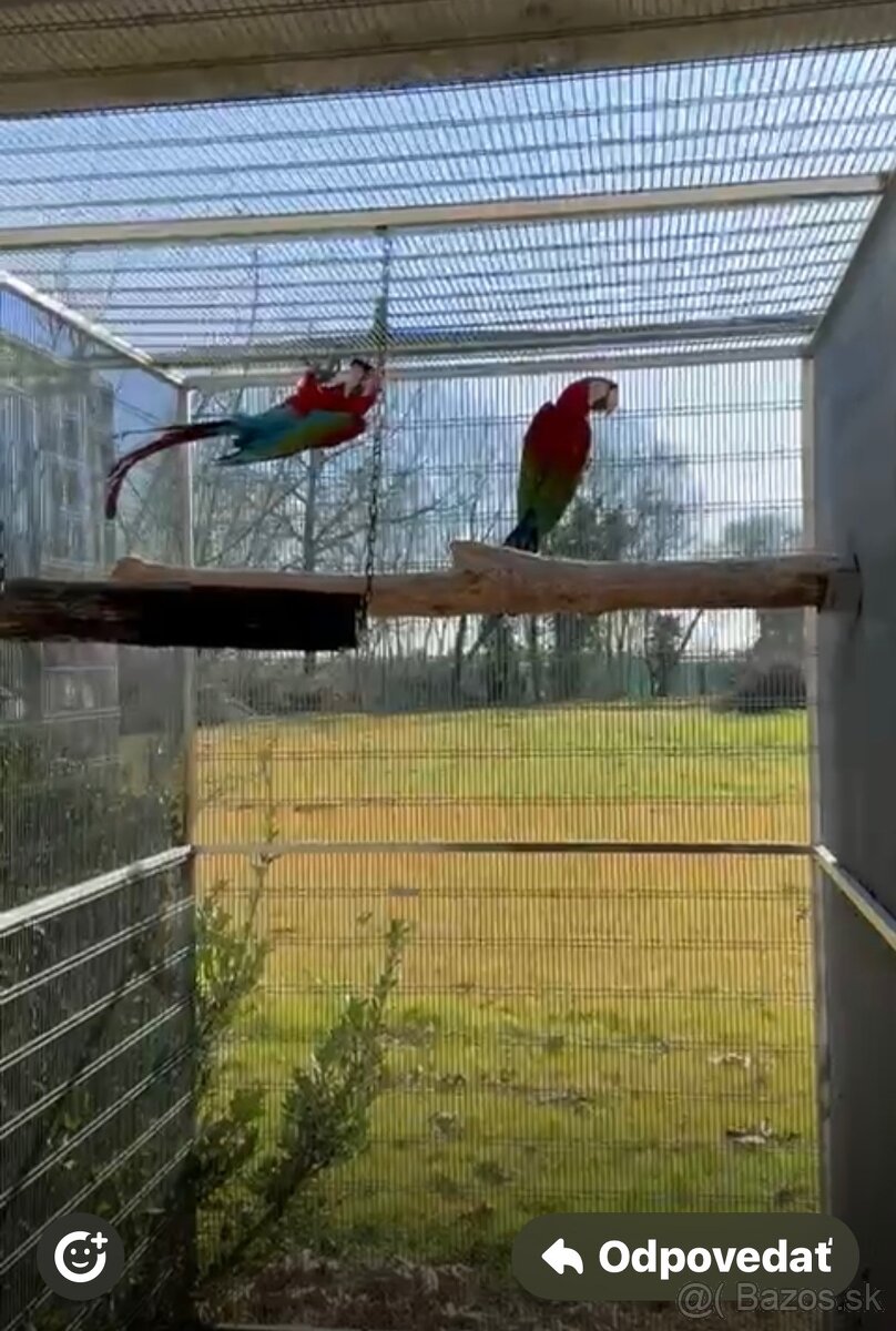 Ara zelenokrídla - 3