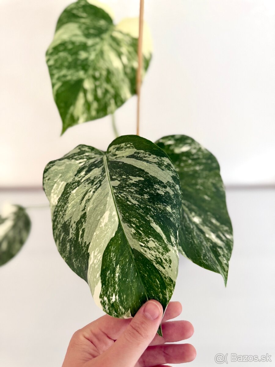 ✨ Monstera Albo ✨ - 3