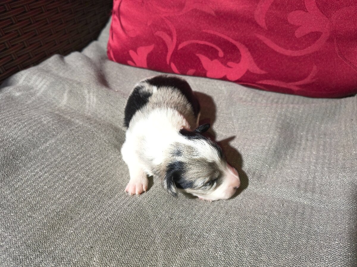 Borderská kolia - 3