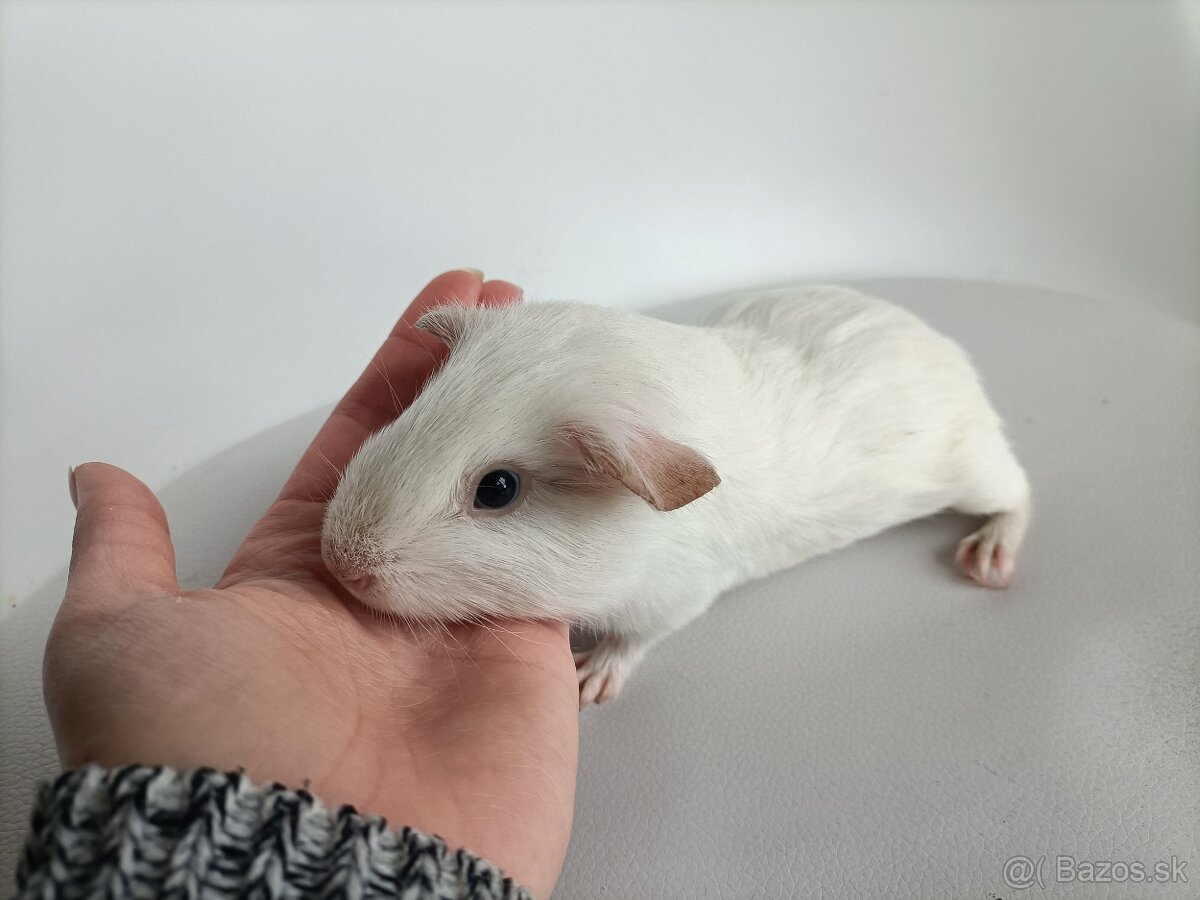 Morské prasiatka - 3