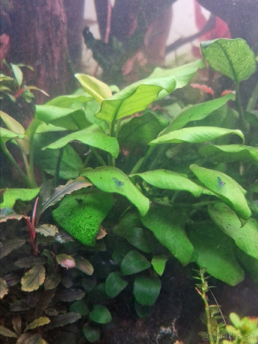 Prestrich rastlin - 3