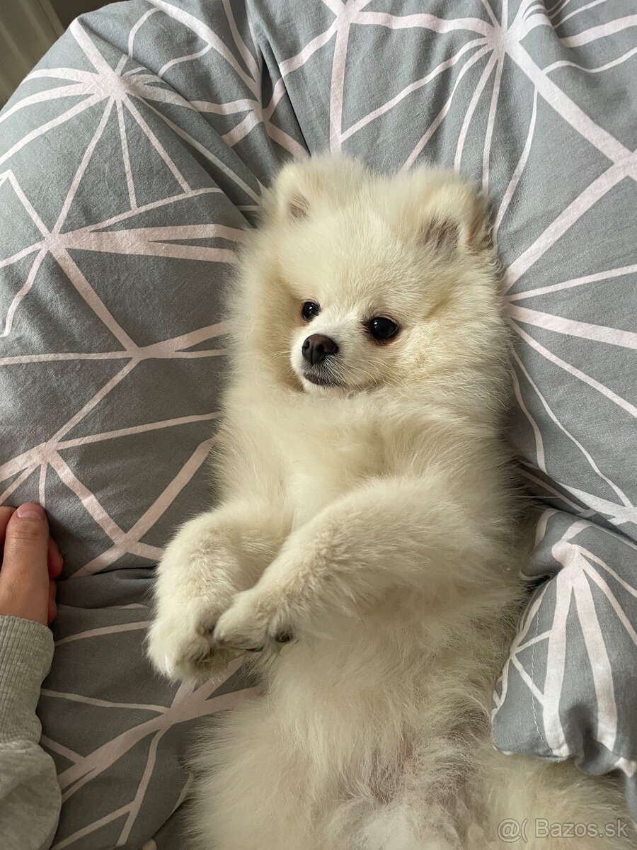 Nemecký špic- pomerian mini - 3