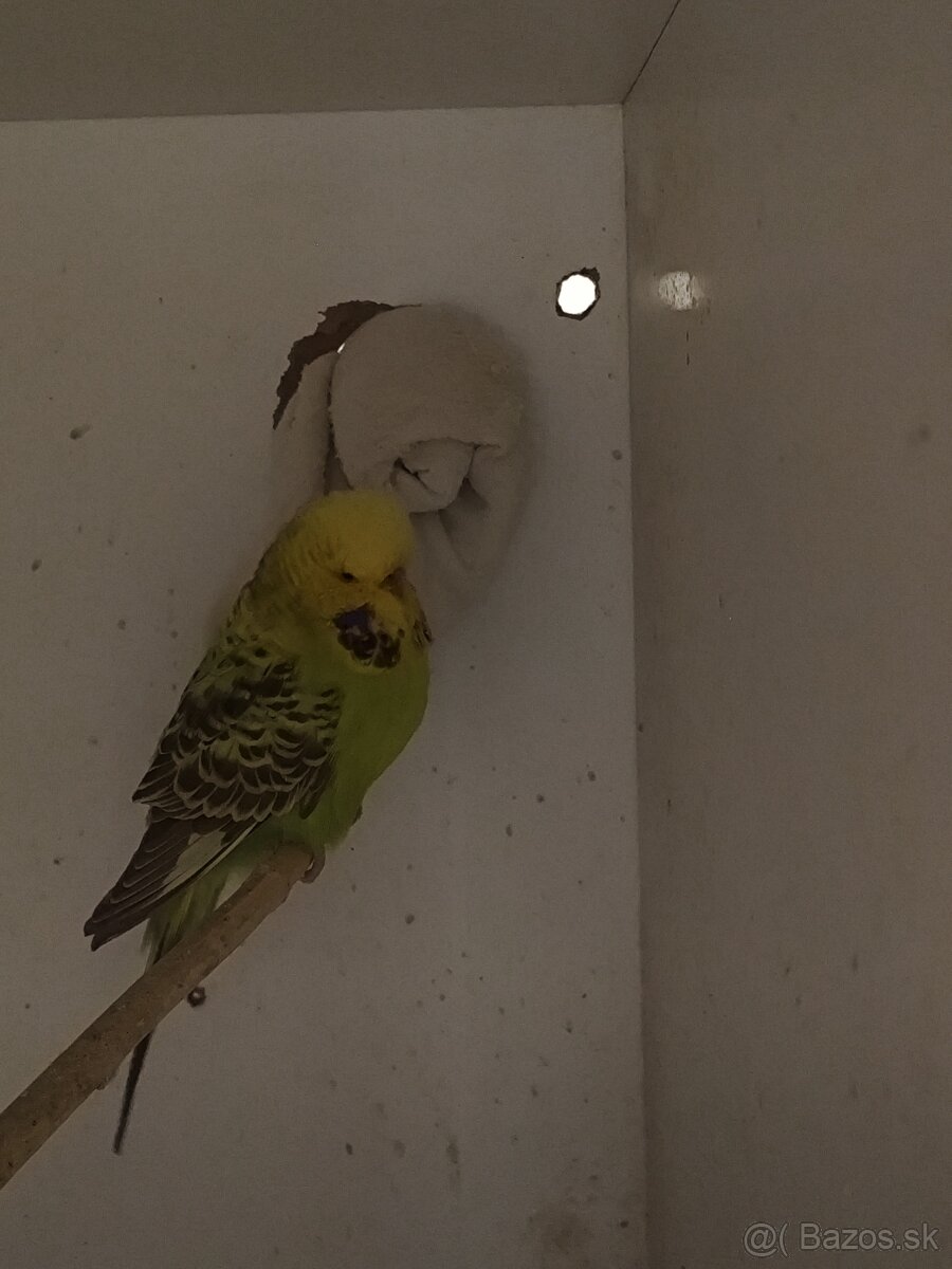 Výstavné andulky - pár - 3