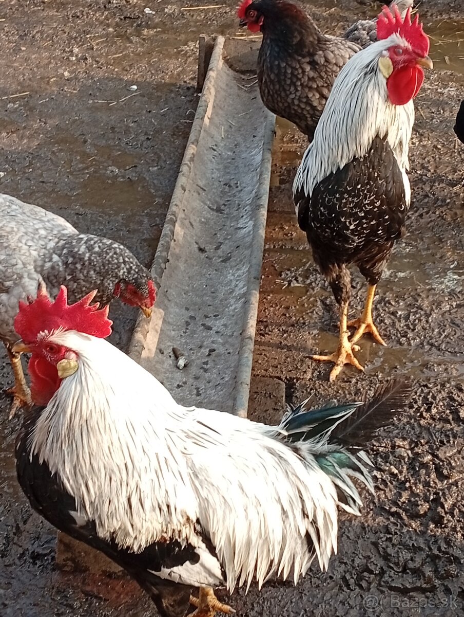 Vlaska strieborna - 3