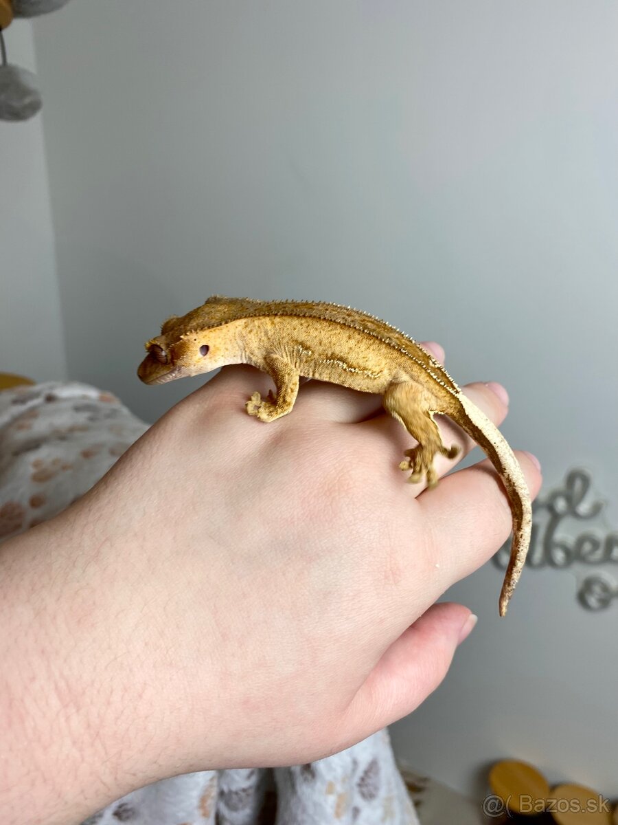 Pagekón riasnaty, gekon HĽADÁ NOVÝ DOMOV - 3