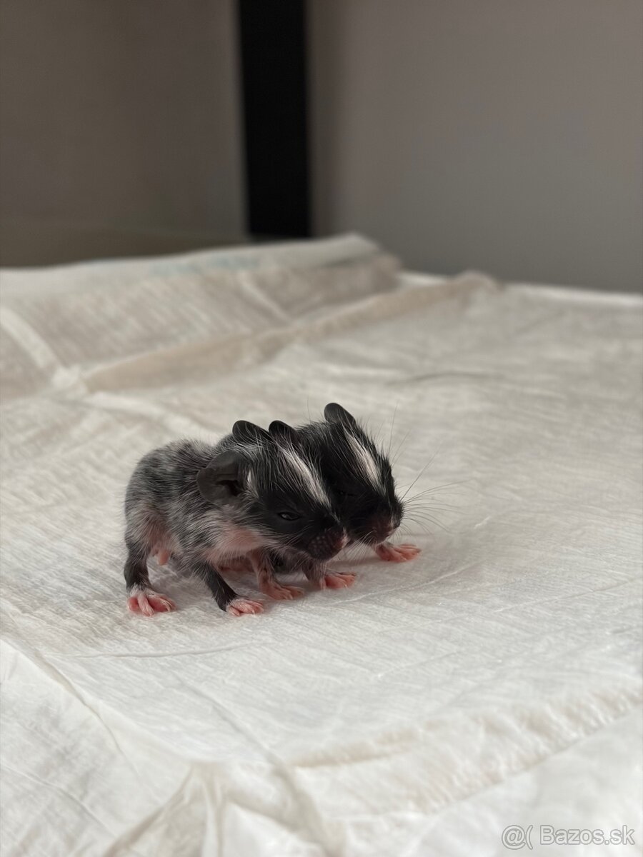 Predám mláďatá osmaka degu🐾 - 3