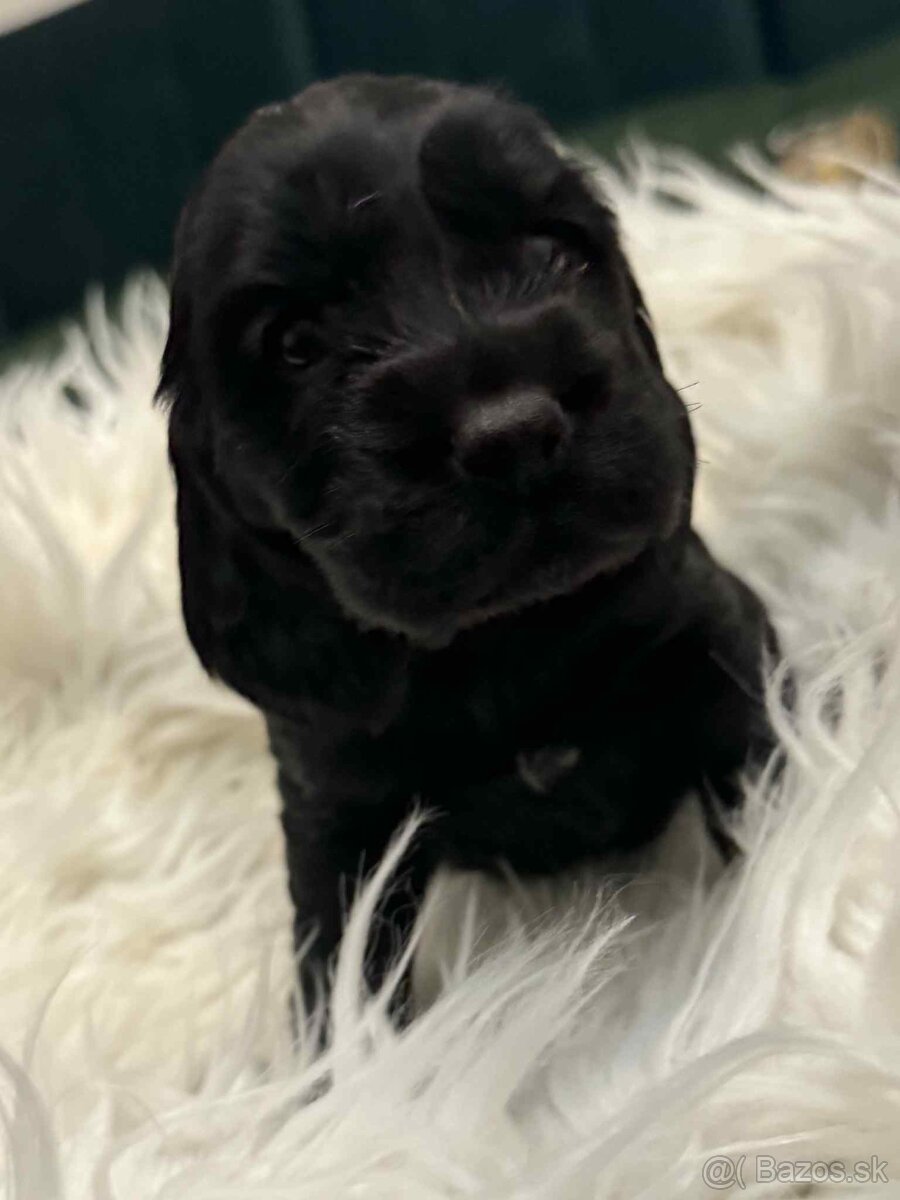 Anglický kokeršpaniel - 3