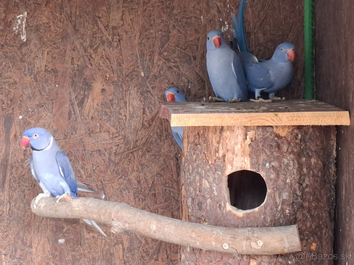 Alexander malý Violet - 3