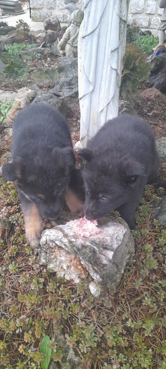 Nemecký ovčiak šteňatá - 3