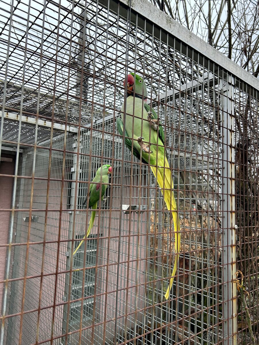 Alexander veľký - 3