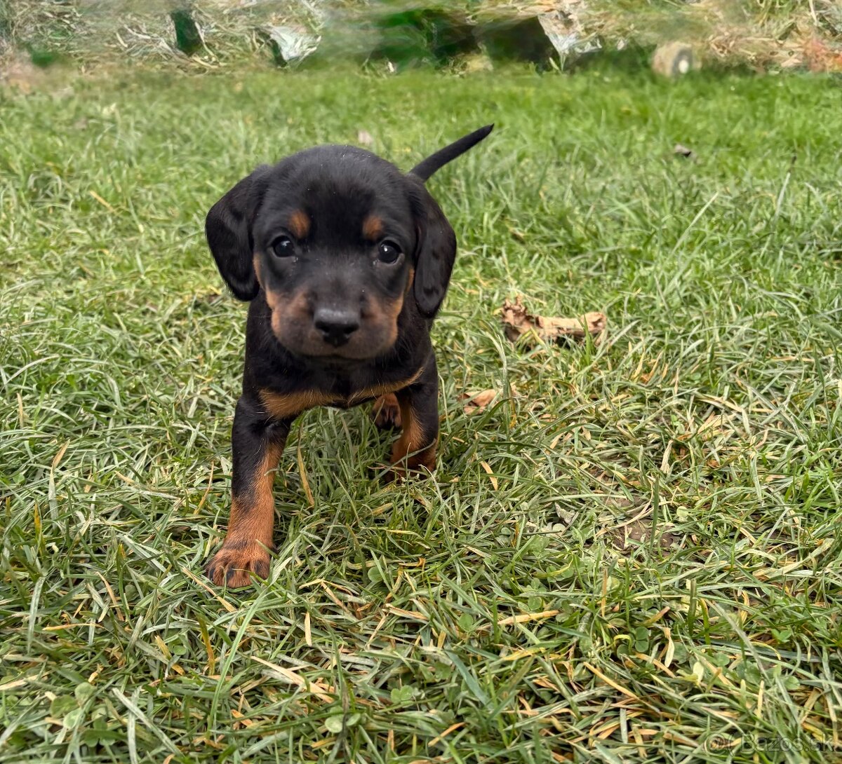 Slovenský kopov s PP - 3