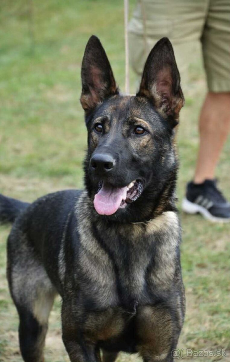 Nemecký ovčiak - 3