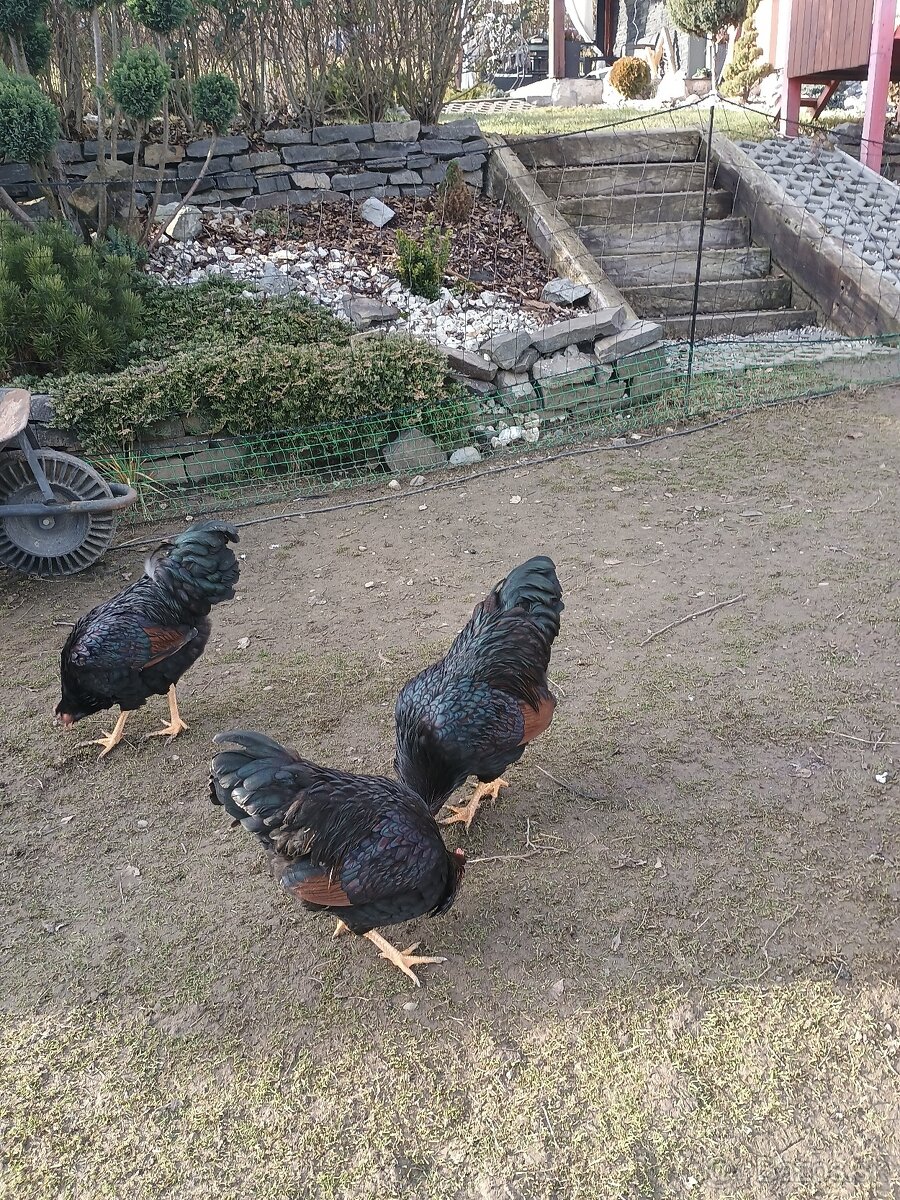 Predám kohútov - 3