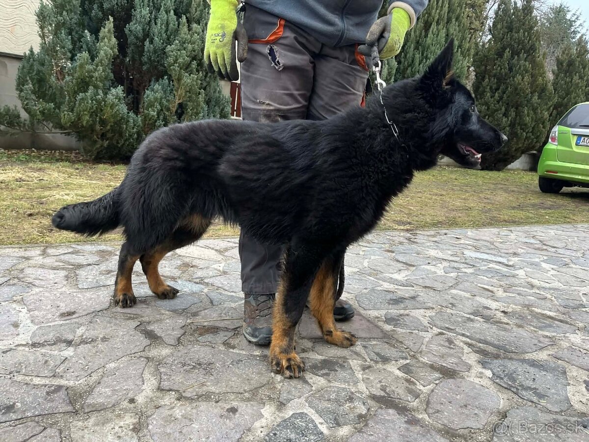 Nemecký ovčiak s PP - 3