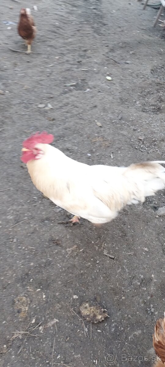 Predám kohútov - 3