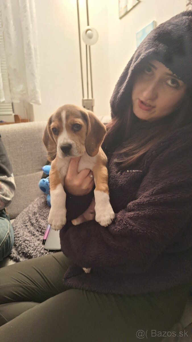 Darujem beagla-bígl juniora - 3