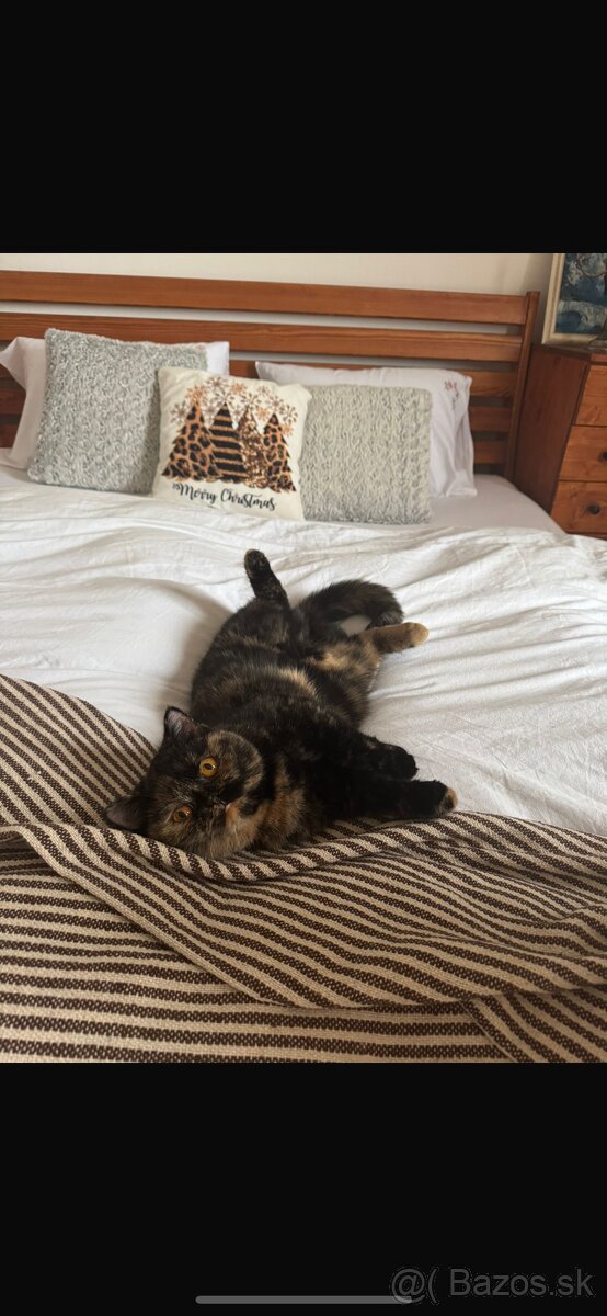 Btitské mačiatko s PP - 3